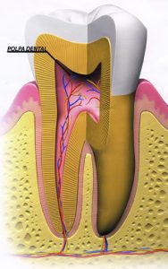 Endodontia - polpa dental