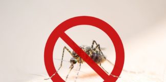 Não Dê Folga Para a Dengue