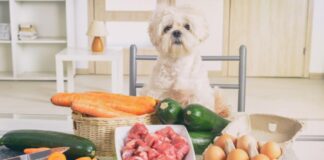 alimentação natural para pets